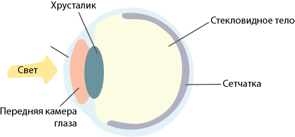 Схема строения глаза человека