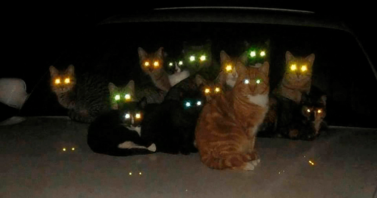 Светящиеся глаза котов