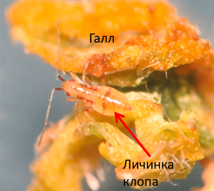 Личинка клопа рода Nabis