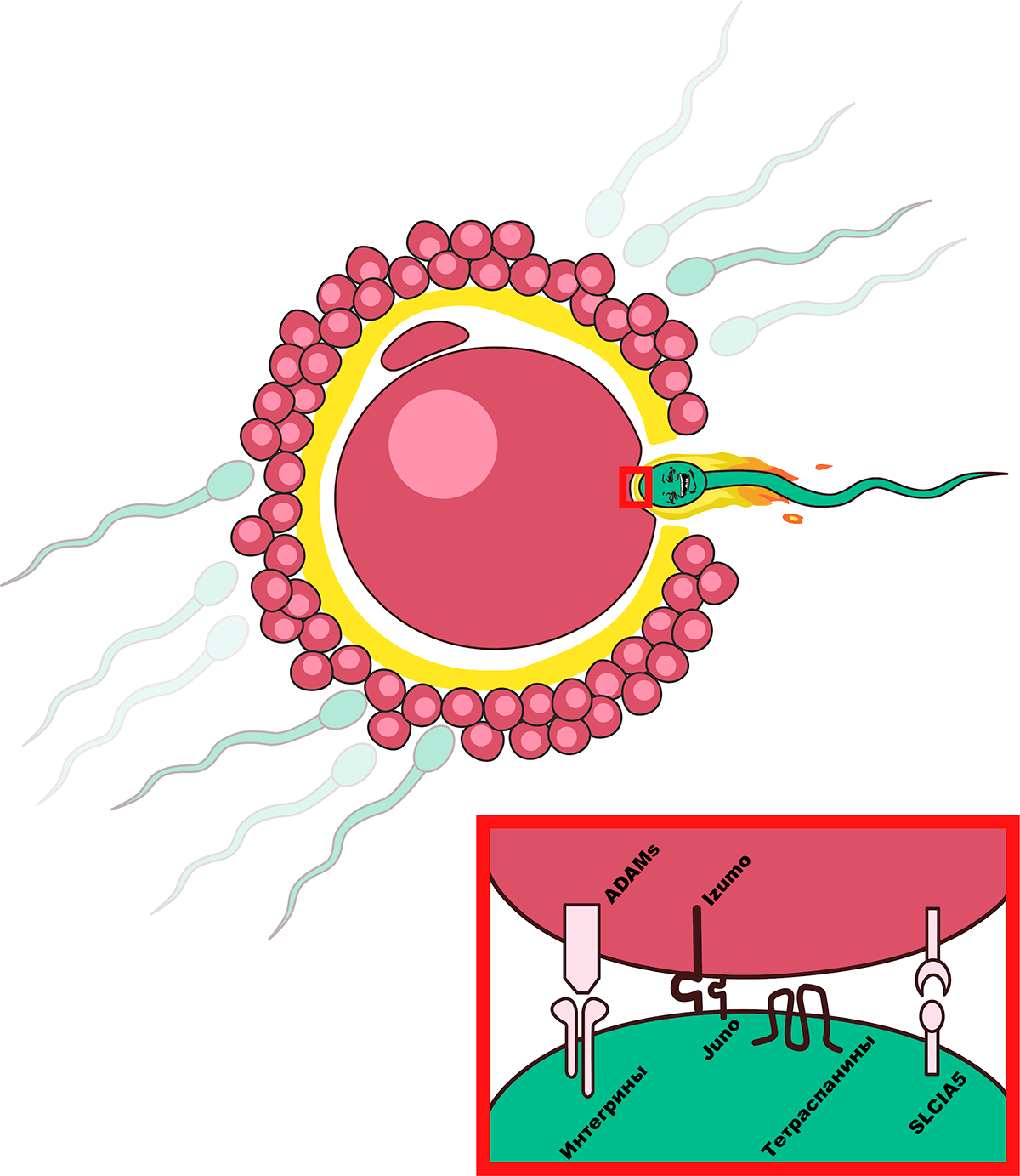Молекулы, участвующие в слиянии сперматозоидов и мембран ооцитов при оплодотворении