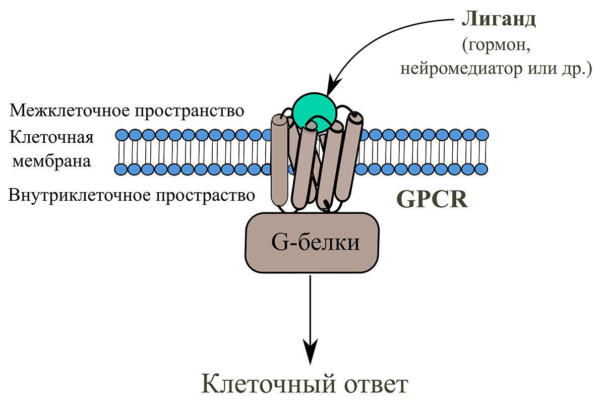 Передача сигнала от лиганда в клетку с помощью рецепторов GPCR