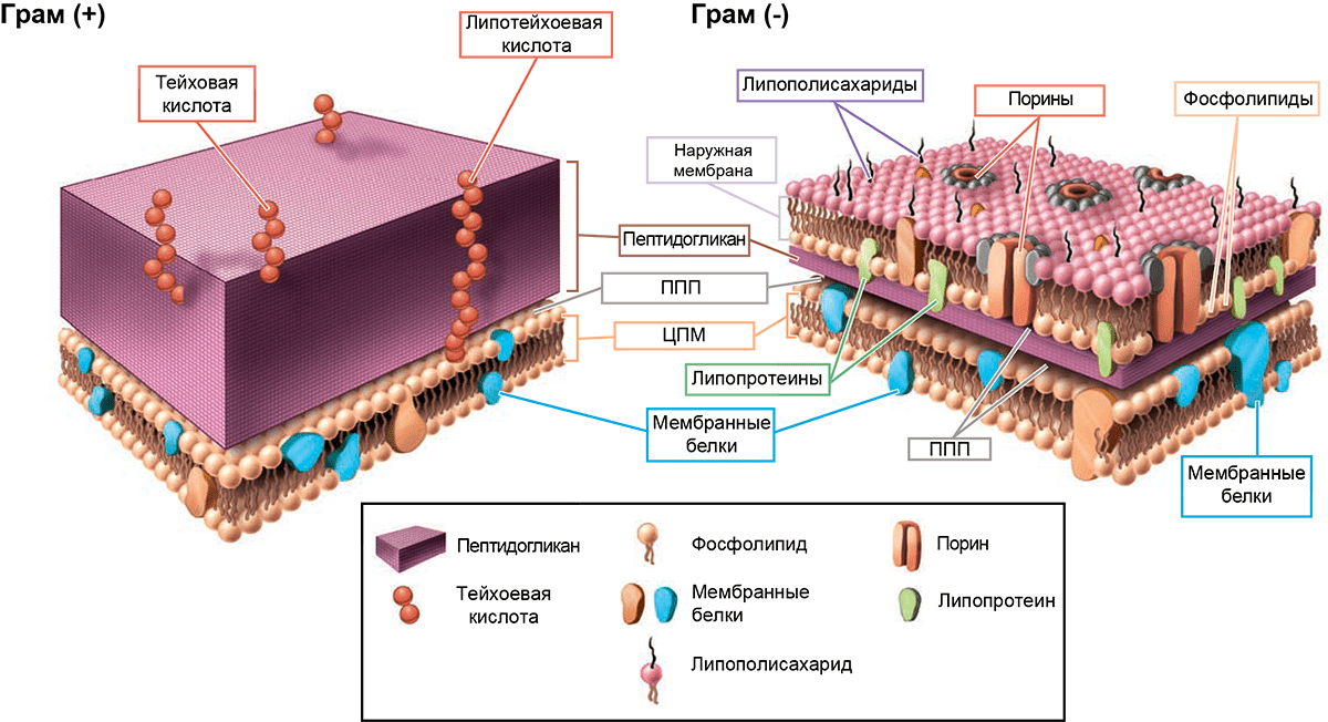 Строение клеточной стенки и мембран