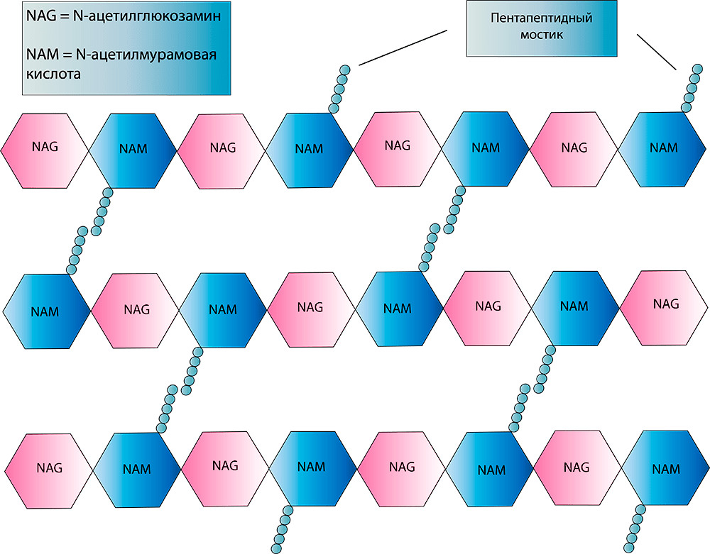 Схема строения пептидогликана