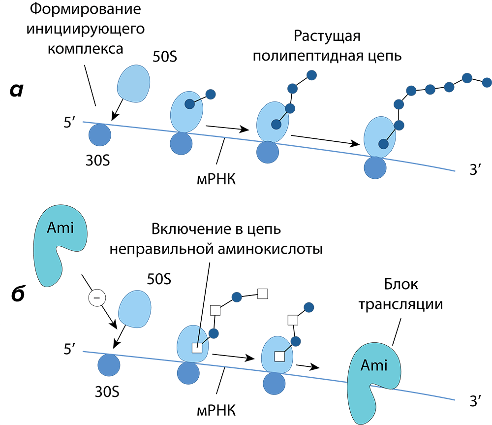Механизмы действия аминогликозидов