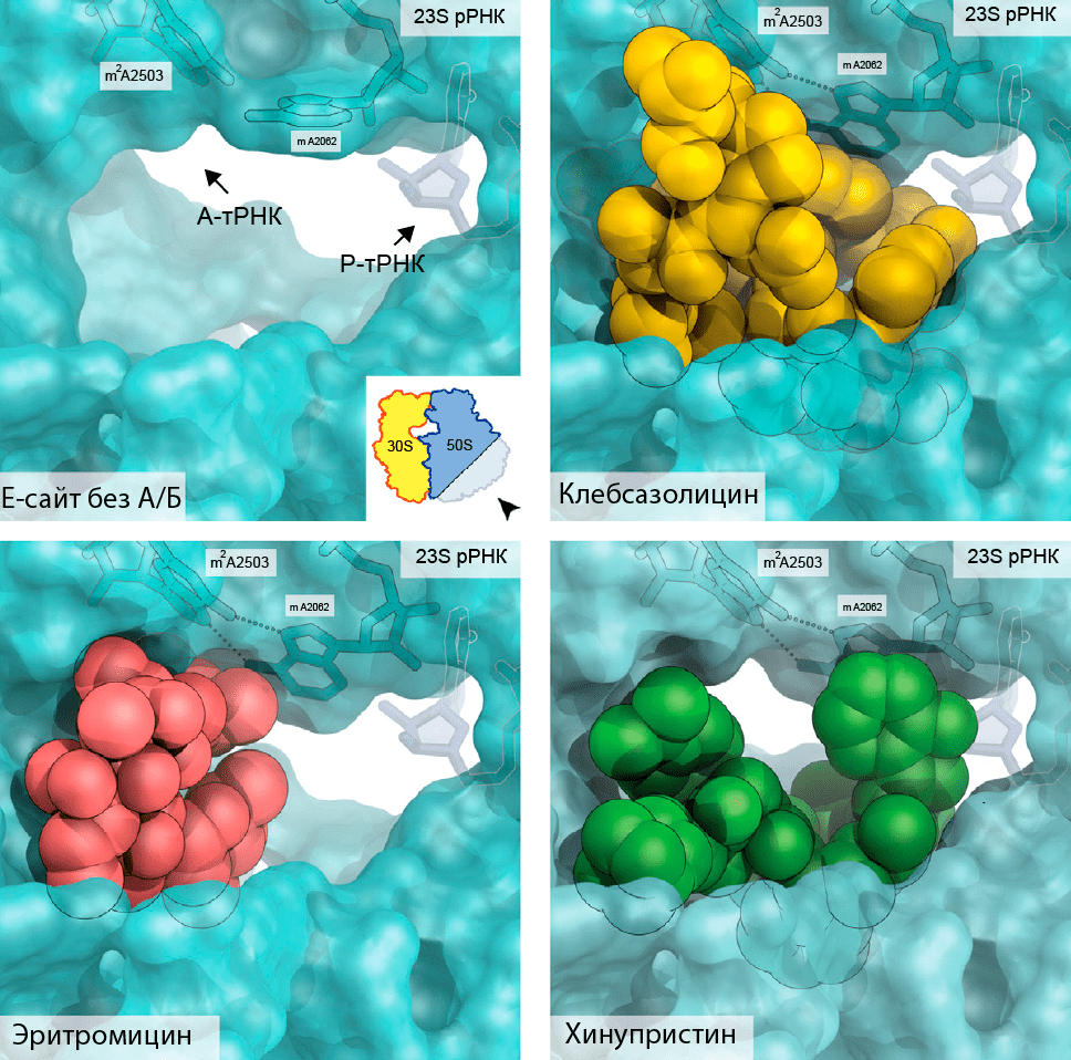 Блокирование полипептидного туннеля в рибосоме антибактериальными соединениями