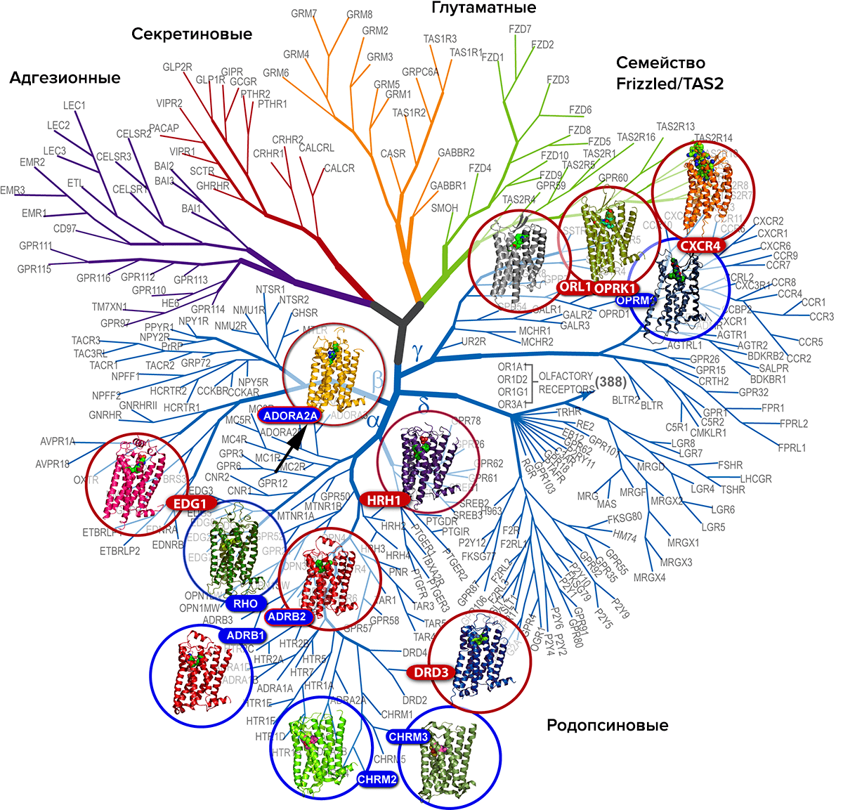 Филогенетическое дерево GPCR