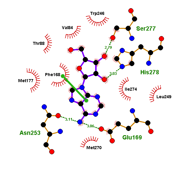 Аденозин связывается с рецептором A2a