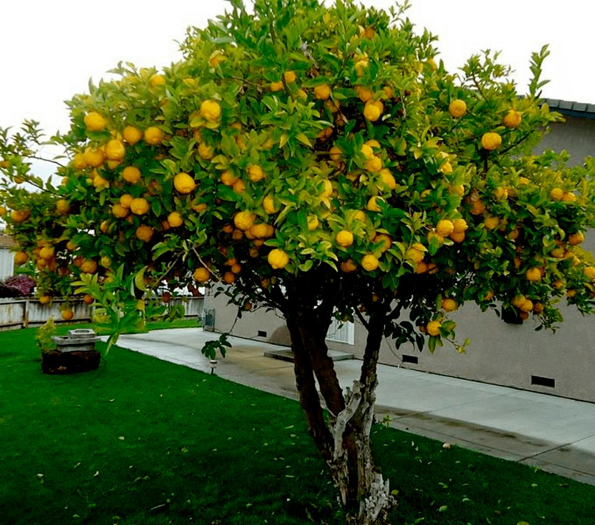 Лимон Дерево