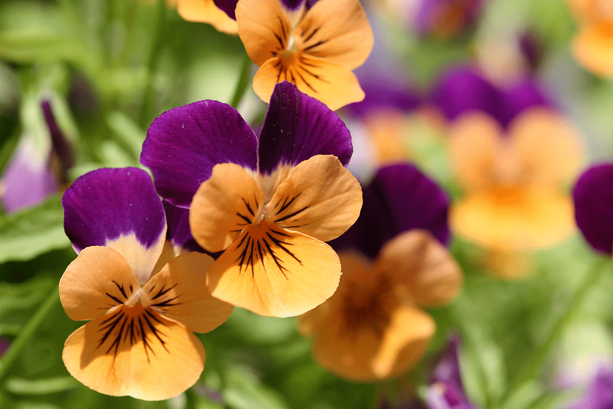 Варианты окраски цветка, создаваемые флавоноидами