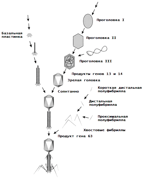 Сборка бактериофага T4