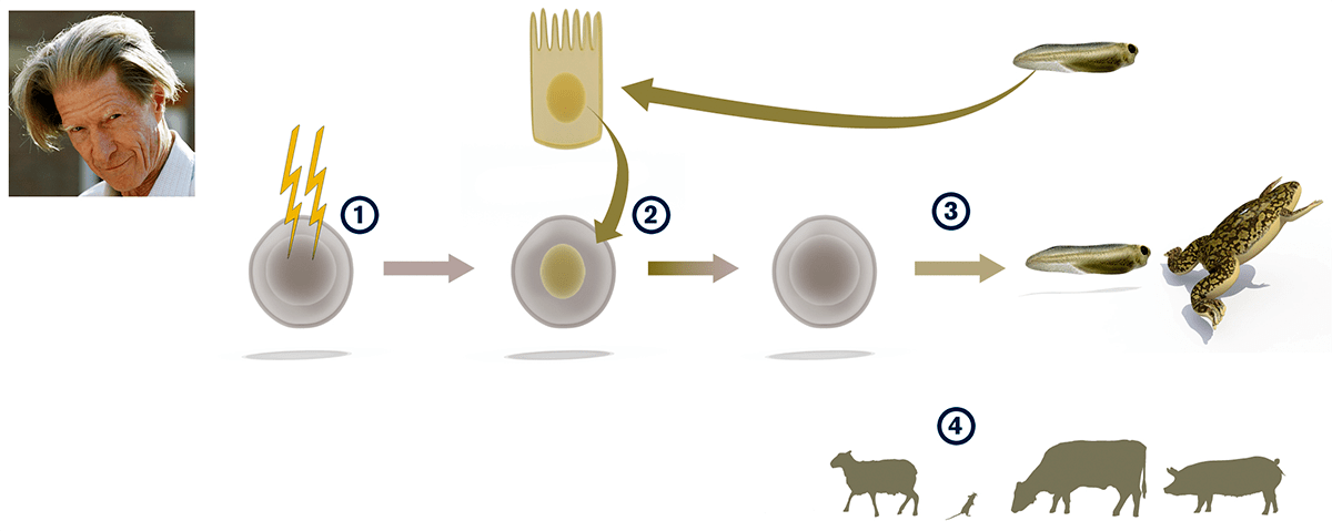 Перепрограммирование ядра клетки эпителия лягушки