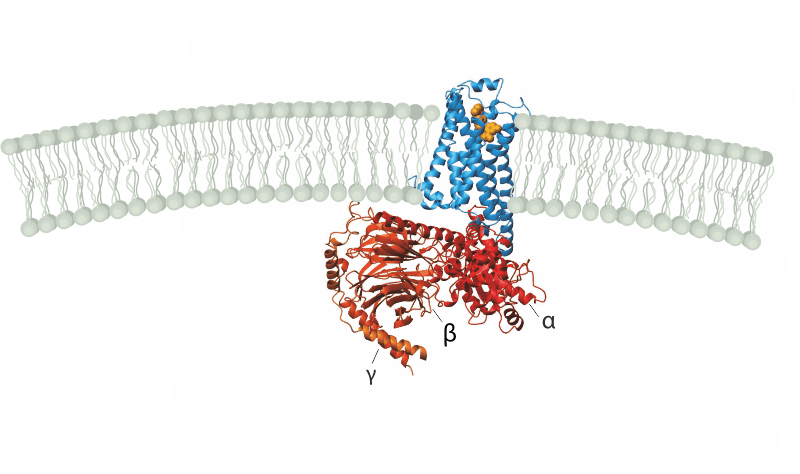 Кристаллографическая структура активированного β-адренергического рецептора