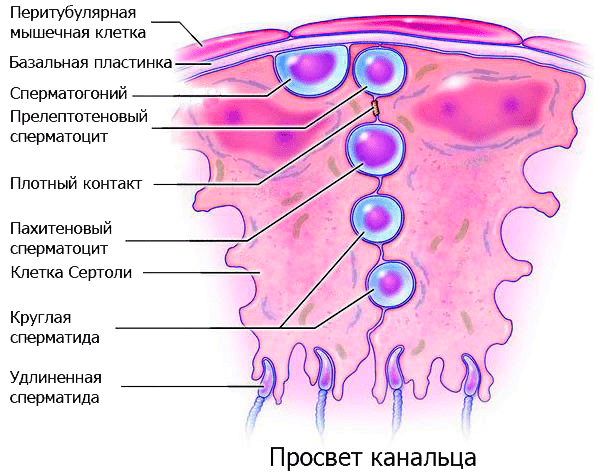 Участок поперечного разреза семенного канальца