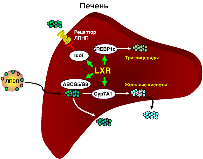 Участие рецептора LXR в метаболизме холестерина в печени