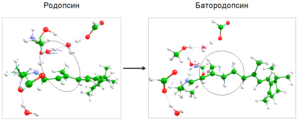 Характерные формы низкочастотных колебаний родопсина и батородопсина