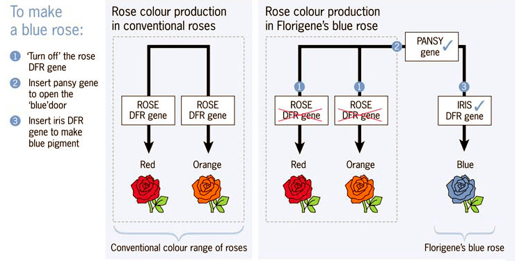 Схема создания синей розы