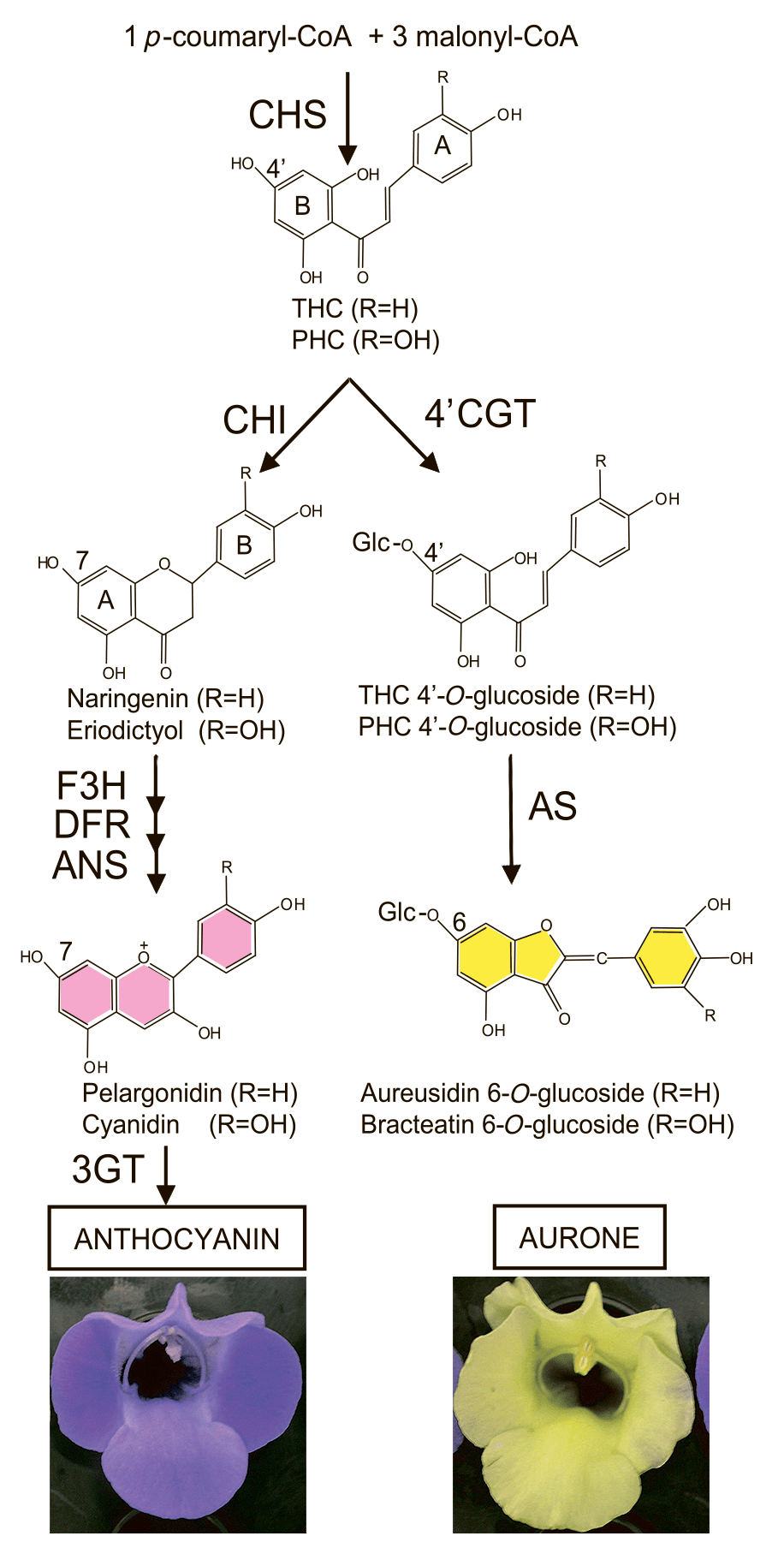 Схема биосинтеза антоцианов и ауронов