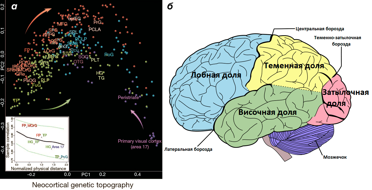 Allen Brain Atlas: транскриптом мозга