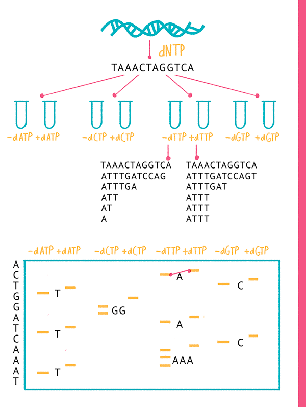«Плюс-минус» метод секвенирования ДНК