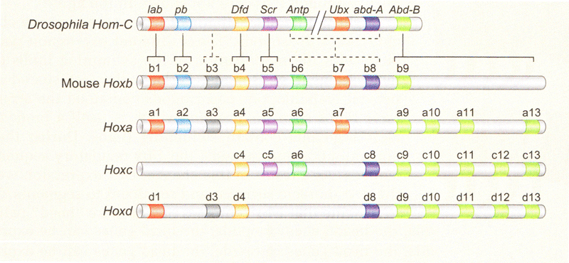 Схема кластеров гомеозисных генов плодовой мушки и мыши