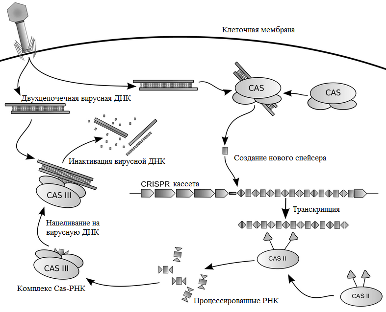 Схема работы комплекса Cas—РНК и CRISPR-кассеты
