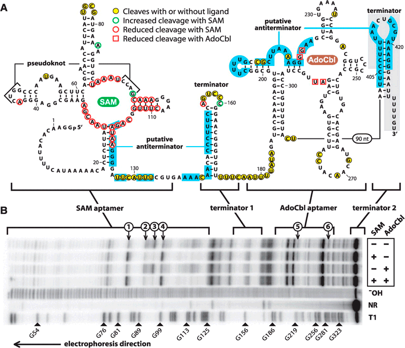 Вторичная структура РНК-переключателя гена metE