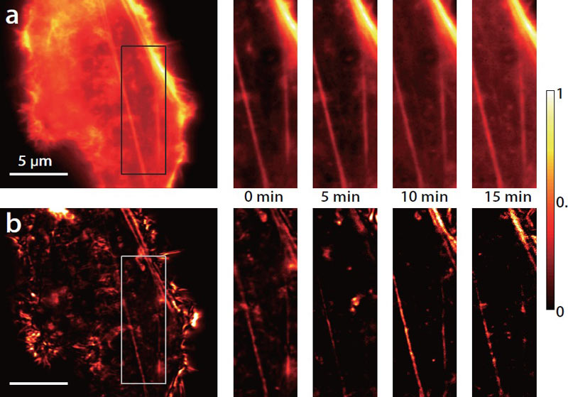FRET-взаимодействие флуоресцентно-меченного актина в живых клетках фибробластов мыши NIH 3T3