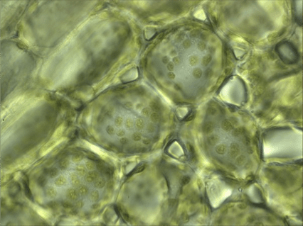 Хлоропласты в клетках травы