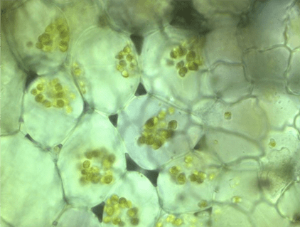 Хлоропласты в клетках водоросли