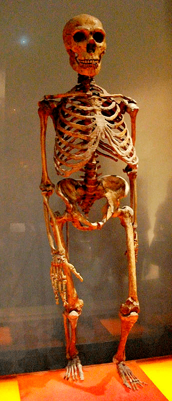 Скелет неандертальского человека