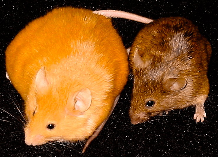 Экспериментальные мыши