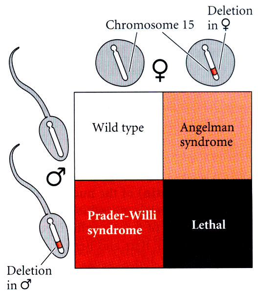 Схема наследования синдромов Ангельмана и Прадера-Вилли