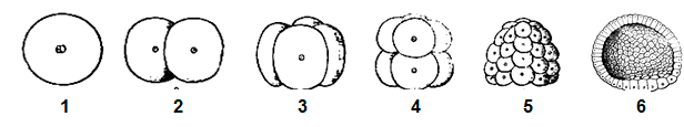 Схема развития ланцетника