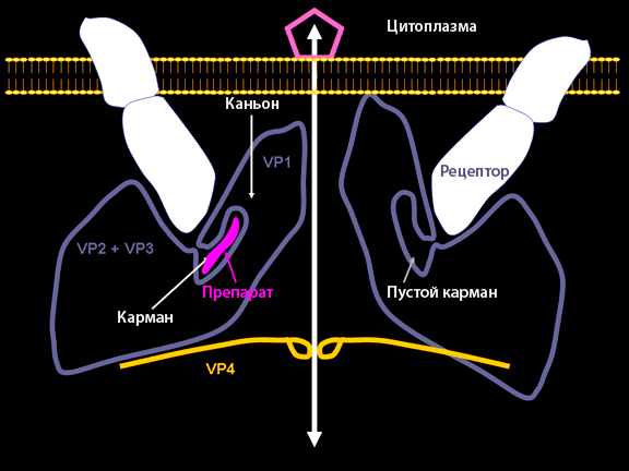 Схема взаимодействия клеточного рецептора с каньоном пикорнавируса