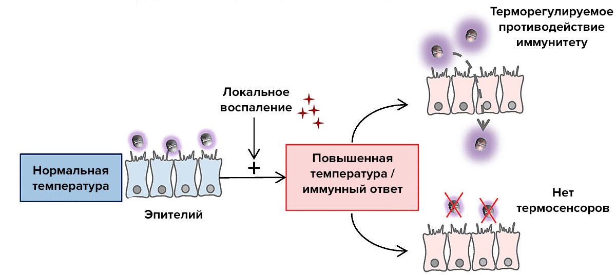 Общая схема реакции менингококков на повышение температуры при инфекции гриппа