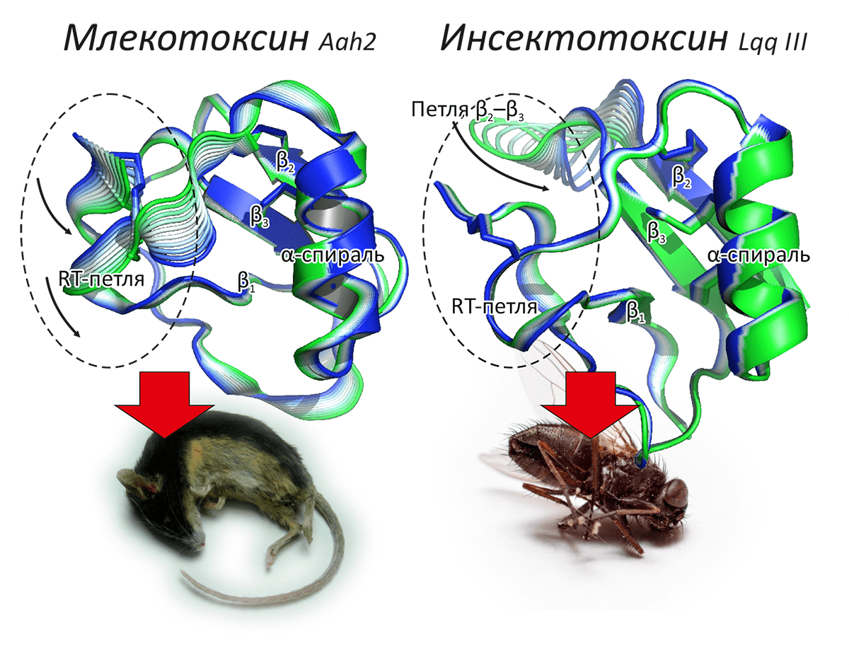 Модульная структура α-токсинов скорпионов