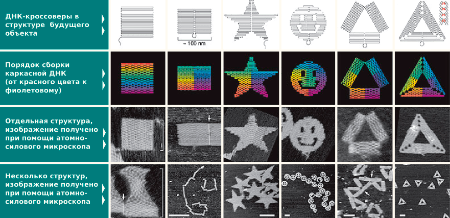 Некоторые структуры, построенные при помощи ДНК-оригами
