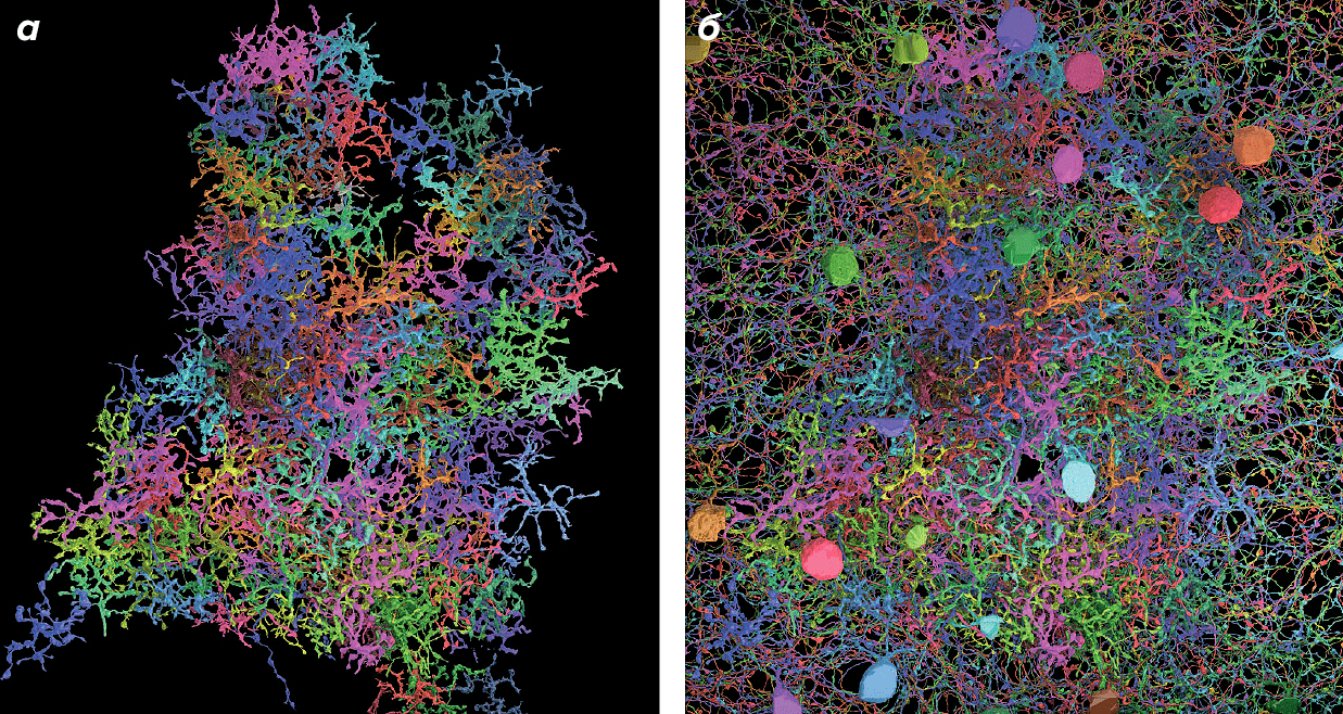 Трехмерная реконструкция нейронов сетчатки