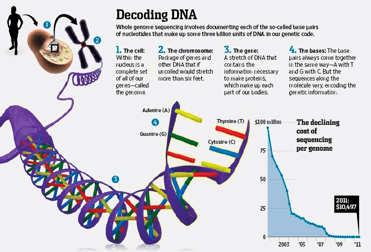 Стадии расшифровки ДНК