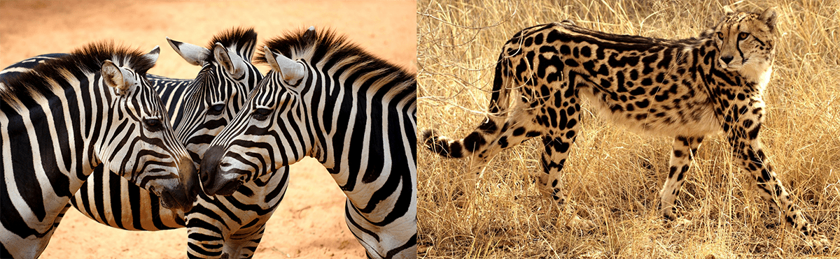 Формирование пятен на шкуре гепарда и полос зебры описывается с помощью одной математической модели