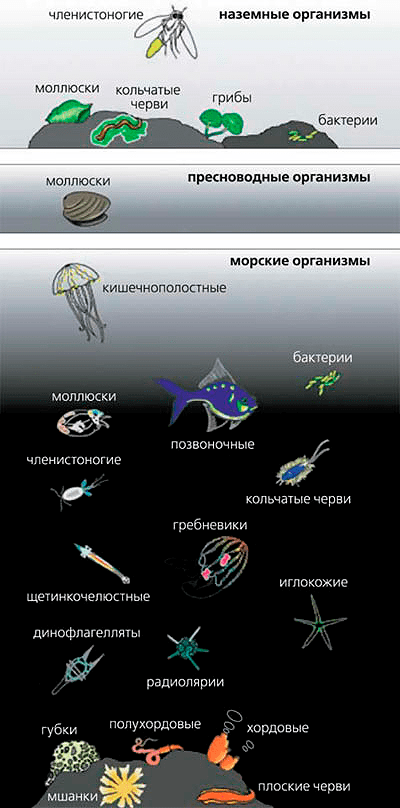 Многообразие биолюминесцентных организмов