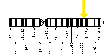 Схема расположения гена DRD2