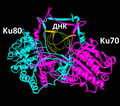 Структура Ku-антигена