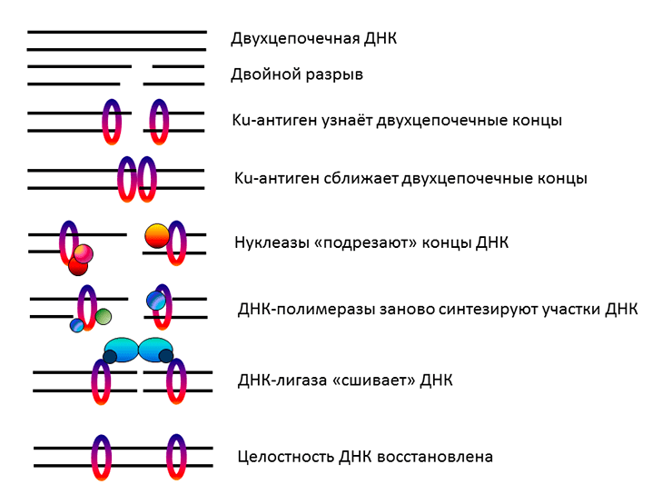 Упрощенная схема репарации двуцепочечных разрывов ДНК