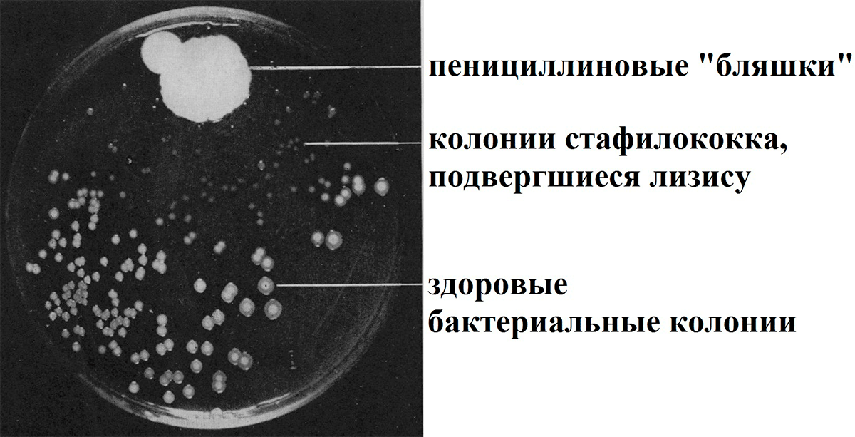 «Мертвая зона» между бляшкой плесневого грибка и колониями бактерий