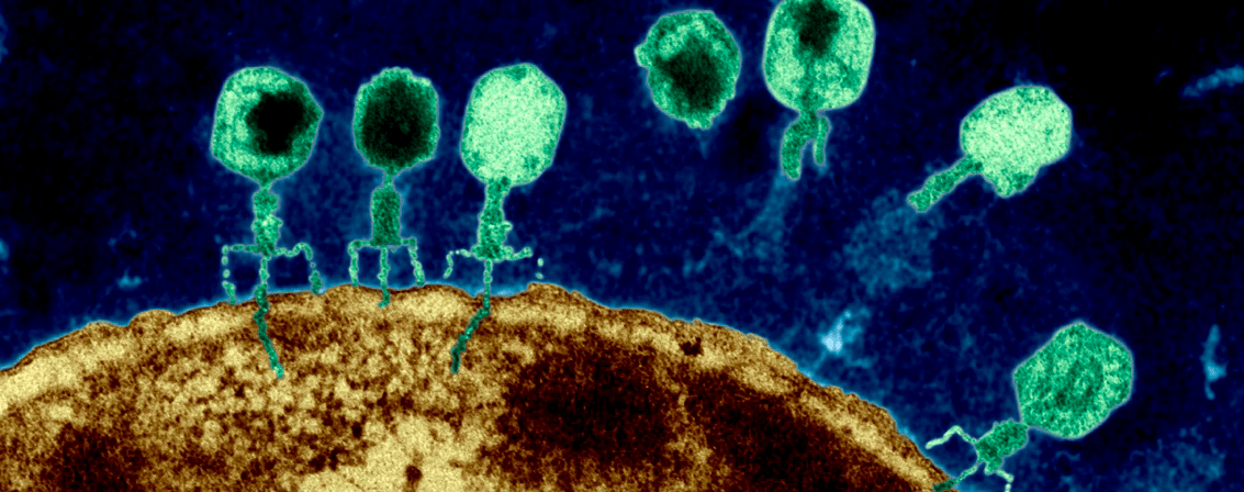 Фаги атакуют клетку Escherichia coli