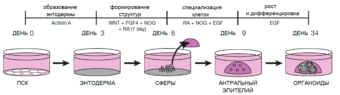 Схема эксперимента по выращиванию желудочного органоида