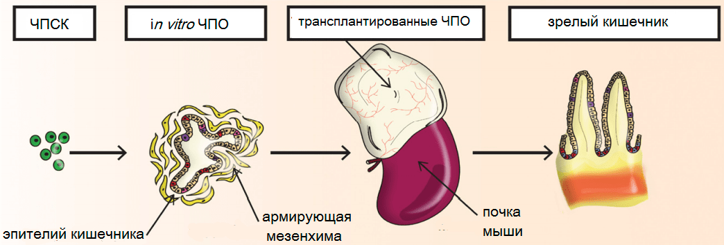 Схема выращивания человеческого кишечного органоида