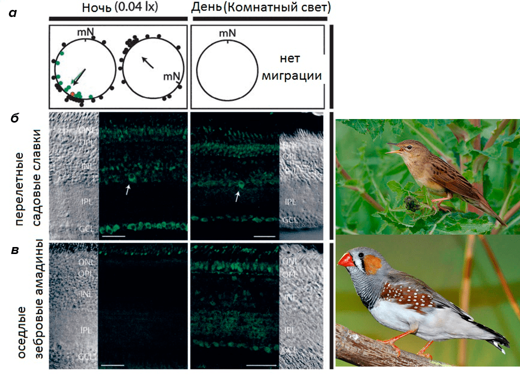 Ориентация в клетке и экспрессия криптохрома перелетных и оседлых птиц в разное время суток
