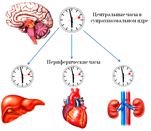 Иерархия внутренних биологических часов
